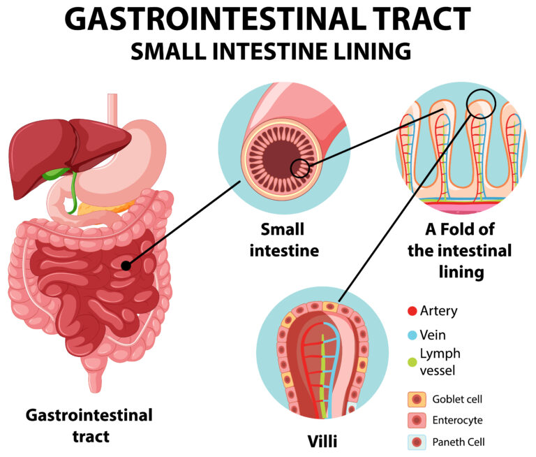 Antral Gastritis: Your No. 1 Guide to Finding Relief and Regaining Gut Health!