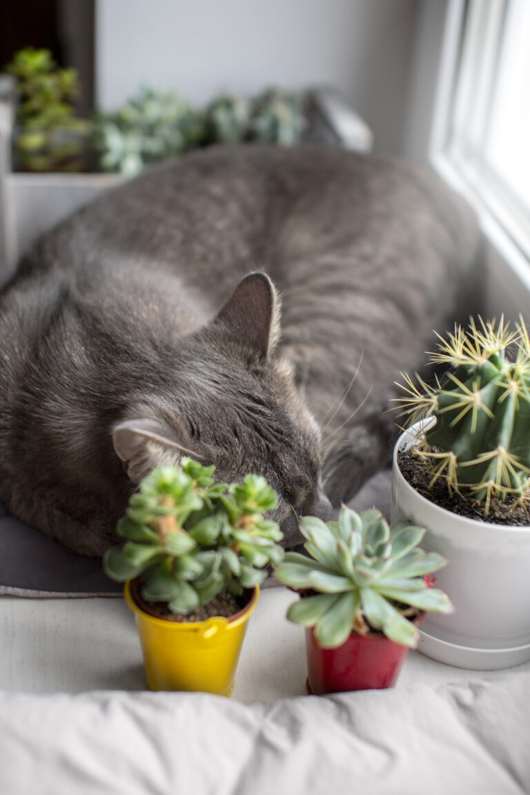 The Ultimate No. 1 Guide to Pet Safe Indoor Plants : Creating a Lush Haven – Breathe Easy