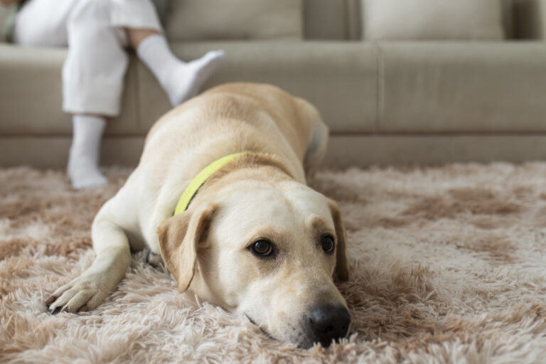 The Ultimate No. 1 Guide to the Best Doormat for Dogs : No More Dirty Paws – Unleash Cleanliness