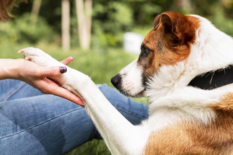 How to Treat Rabies at Home : No. 1 Caring for Our Furry Friends