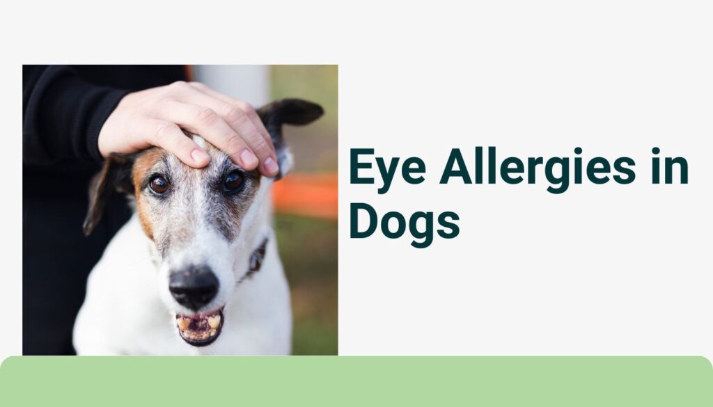 Eye Allergies in Dogs