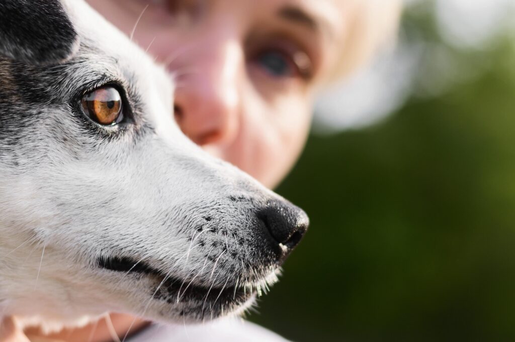 Eye Allergies in Dogs